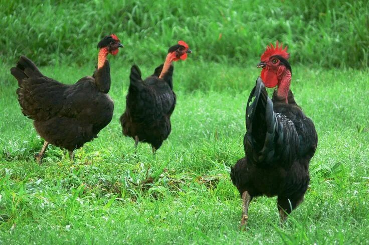 Порода кур голошейка описание фото отзывы Pin de kiri en gallinas Gallinas