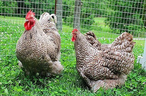 Порода кур гриз бар описание характеристики фото KETURUNAN AYAM TERBESAR DI DUNIA DENGAN GAMBAR DAN PENERANGAN - PERTANIAN TERNAK