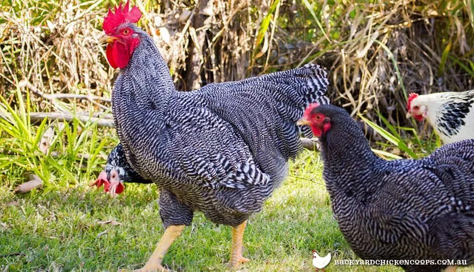 Порода кур гриз бар описание характеристики фото Breed Profile: Barred Plymouth Rock Plymouth rock chicken, Barred plymouth rock 