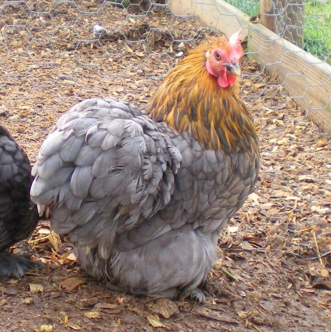 Порода кур кохинхин фото отзывы Cochin Bantams=Indiana Fancy chickens, Pet chickens, Bantam chickens