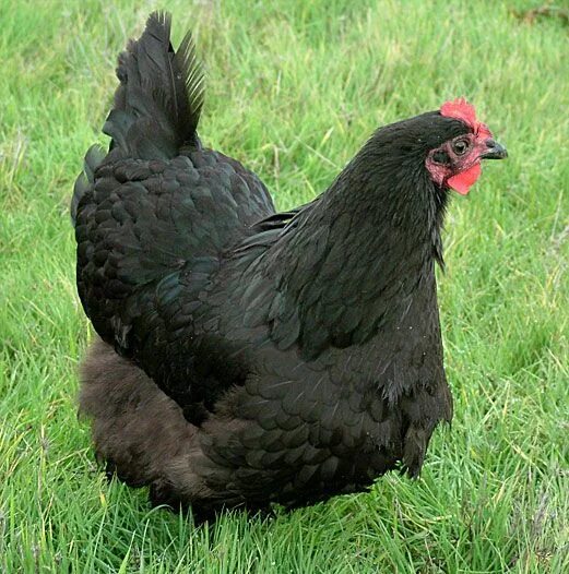 Порода кур коричневая фото Chickens Chickens, Black australorp, Chickens backyard