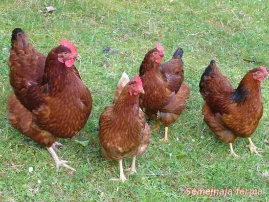 Порода кур коричневая фото Кросс Шейвер Браун Chickens, Sussex chicken, Sussex