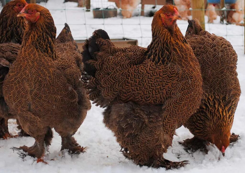 Edit free photo of Farm,animal,chicken,three brown farm chickens,free pictures -