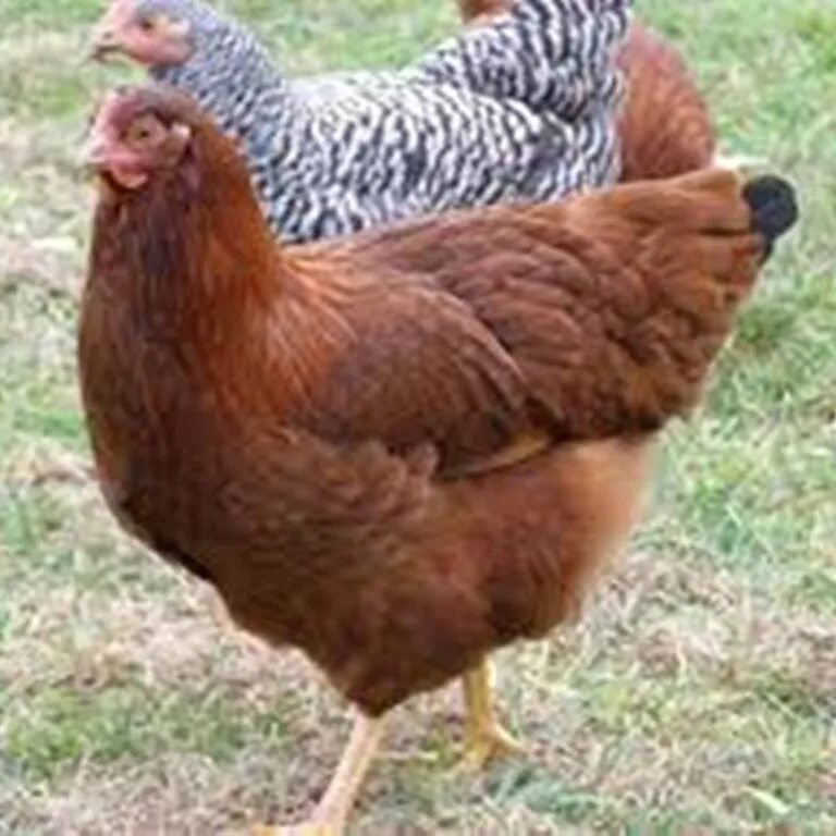 Порода кур коричневая фото Alive Brahma Chickens - Buy Hampshire Red Chicken Breed,Live Chicken For Sale,Br