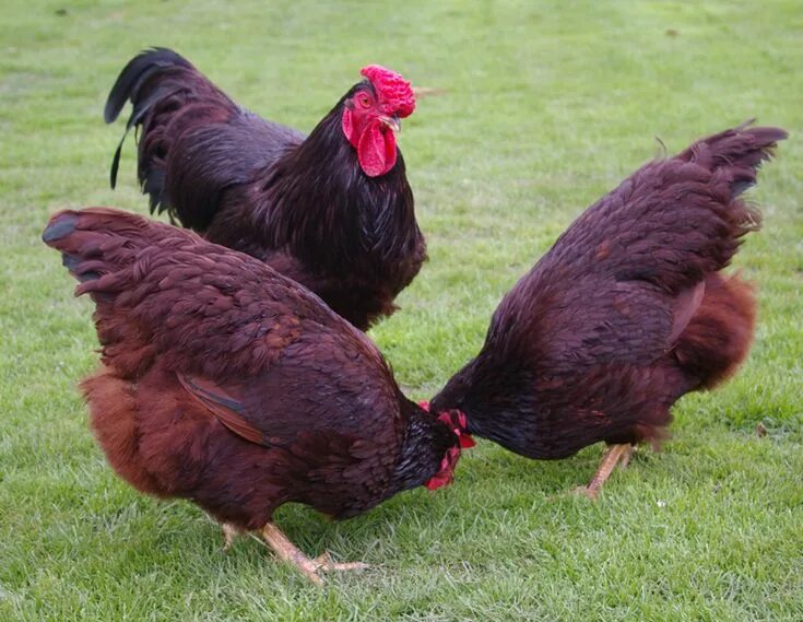 Порода кур коричневая фото Rhode island Red (RIR) Tavuk Fiyatları #rır #chicken #tavuk #yumurta #kuluçkalık