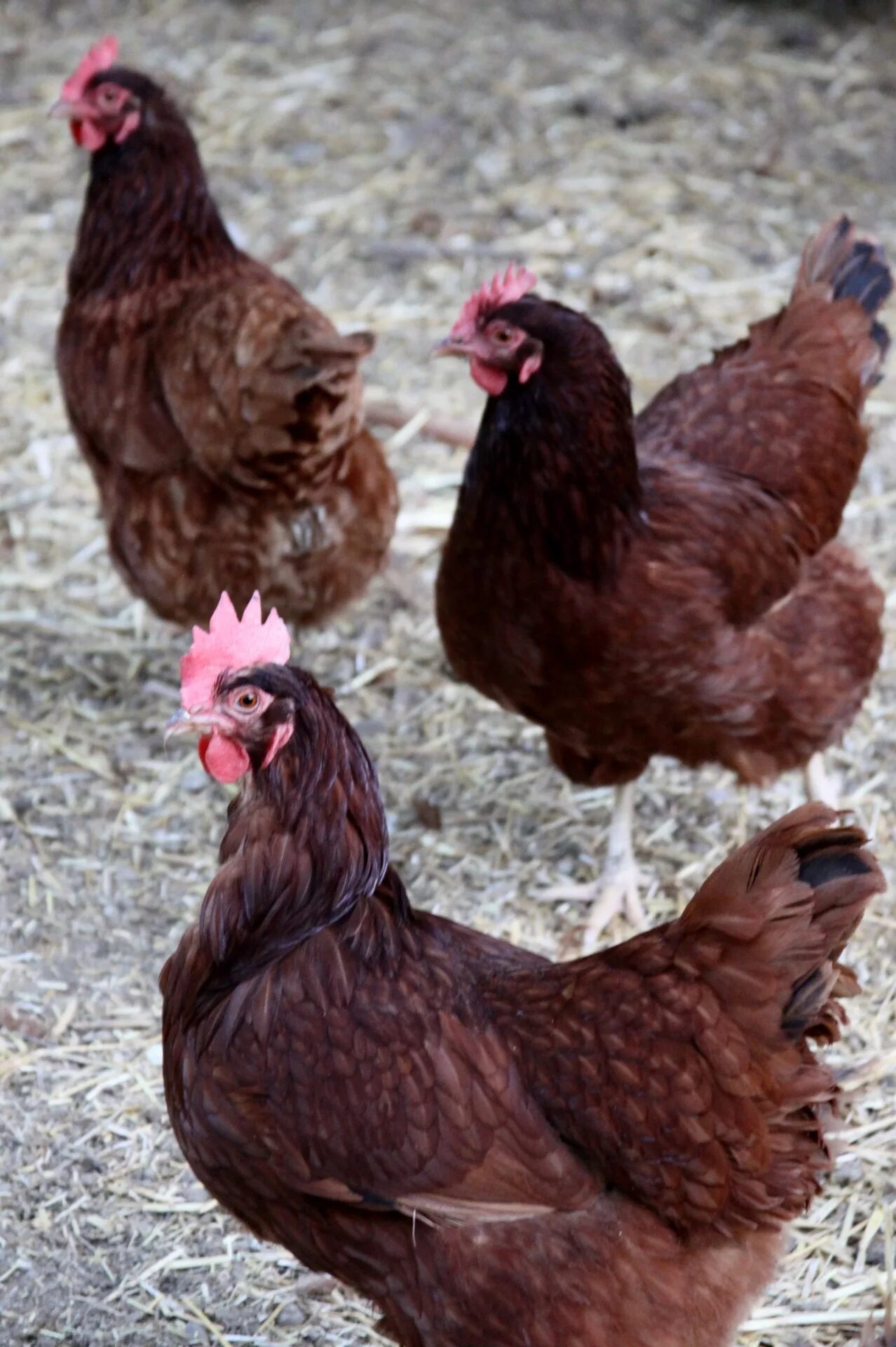 Порода кур коричневая фото Edit free photo of Farm,animal,chicken,three brown farm chickens,free pictures -