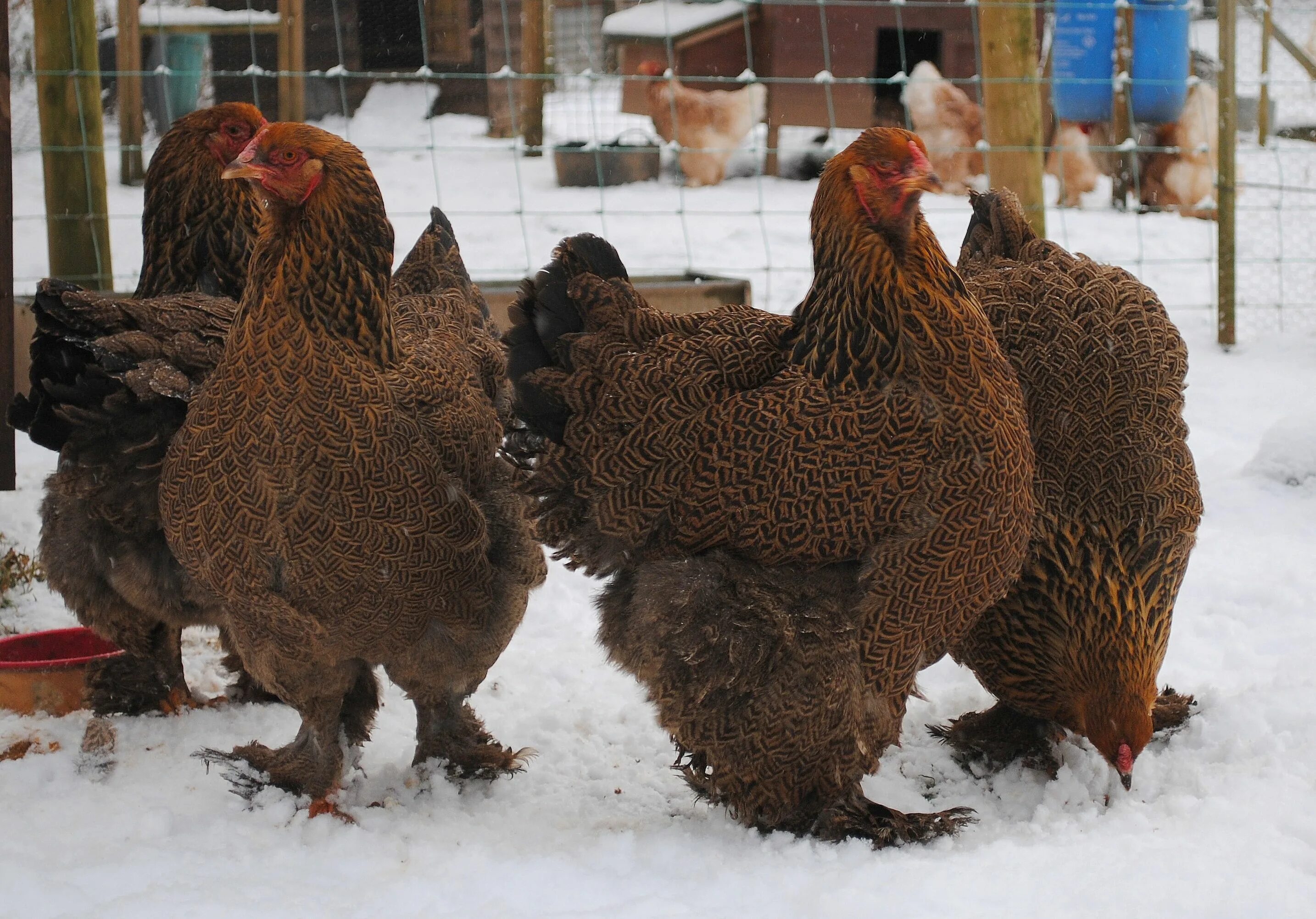 Порода кур крупных пород фото Chicken Nugget - The Brahma Beautiful chickens, Brahma chicken, Chickens