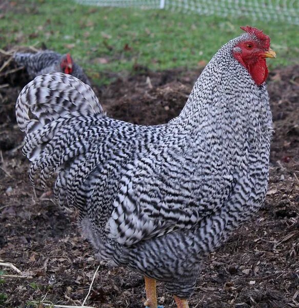 Порода кур мастер фото Dominique Dominique chickens, Chicken breeds, Hatching eggs