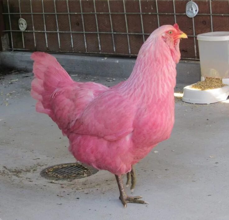 Порода кур несущие розовые яйца фото Two Bright Pink Chickens Rescued on the Waterfront in Portland, Oregon Fancy chi