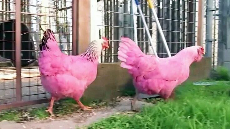 Порода кур несущие розовые яйца фото Mystery of pink chickens solved: owner wanted to 'make people smile' Chickens, C