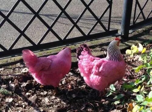 Порода кур несущие розовые яйца фото laughingsquid: "Two Bright Pink Chickens Rescued on the Waterfront in Portland, 