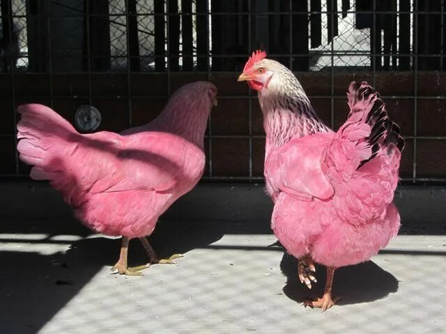 Порода кур несущие розовые яйца фото Are your pink chickens missing? 鳥 類