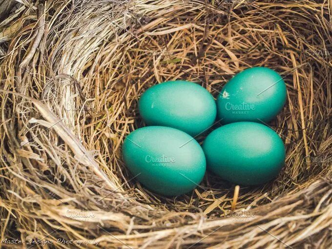 Порода кур несущие зеленые яйца фото 01 Bird nest with 4 eggs Blue eggs, Eggs in a basket, Green eggs