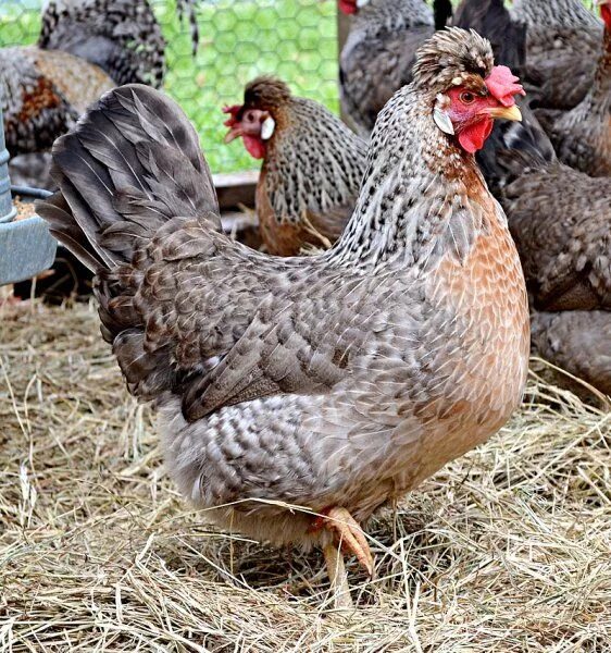 Порода кур описание фото отзывы цена Cream Legbar Fancy chickens, Chickens backyard, Keeping chickens