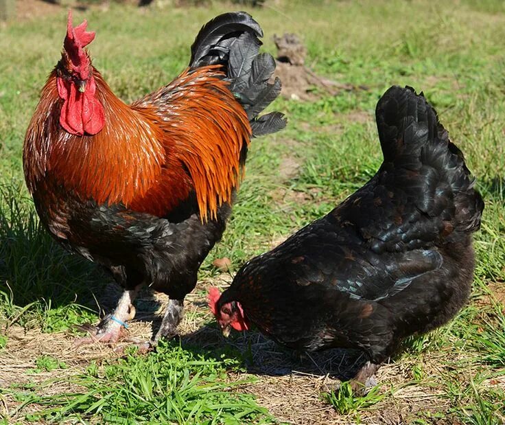 Порода кур описание фото отзывы цена Marans Beautiful chickens, Chicken breeds, Meat birds
