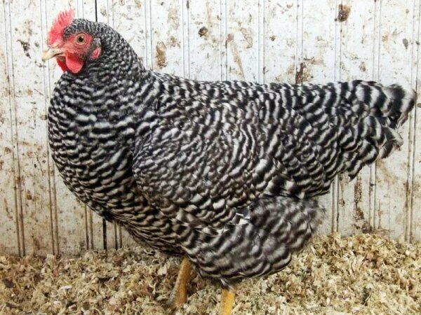 Порода кур плимутрок фото отзывы Plymouth Rock Chicken Pictures Egg laying chickens, Laying chickens, Chickens ba