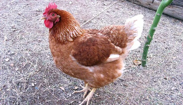 Порода кур родонит с фото The 8 Hottest Chicken Breeds For 2016 - Hobby Farms Chicken breeds, Chickens bac