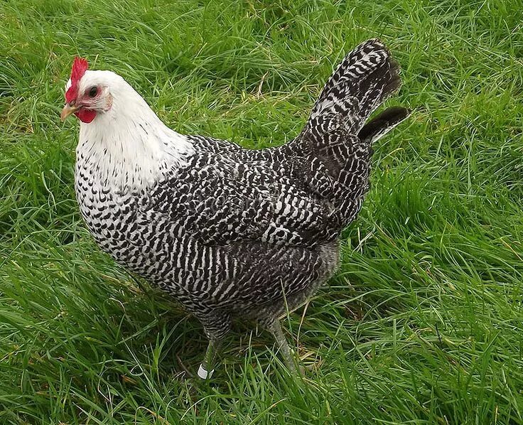 Порода кур серебро фото Silver Campine Hen Rare breed, Hatching eggs, Beautiful chickens