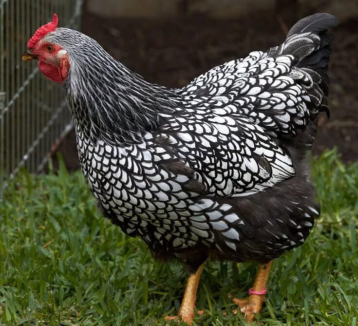 Порода кур серебро фото Mark's Blog: More chickens Chickens backyard, Pet chickens, Beautiful chickens