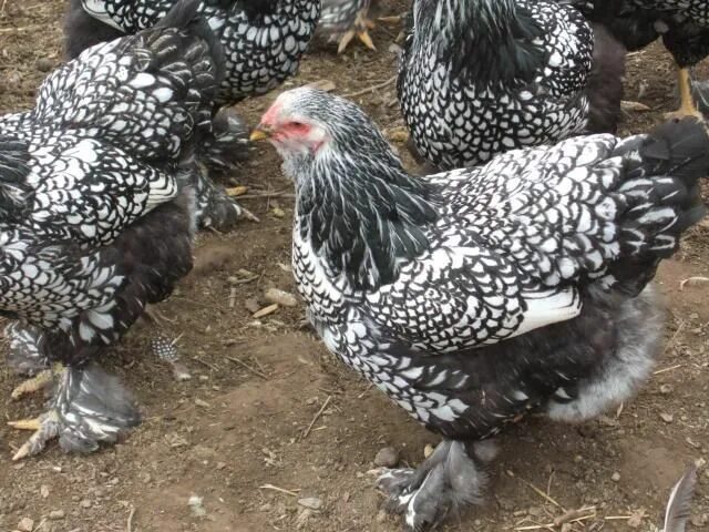 Порода кур серебро фото Silver Laced Brahma Beautiful chickens, Raising backyard chickens, Chickens back