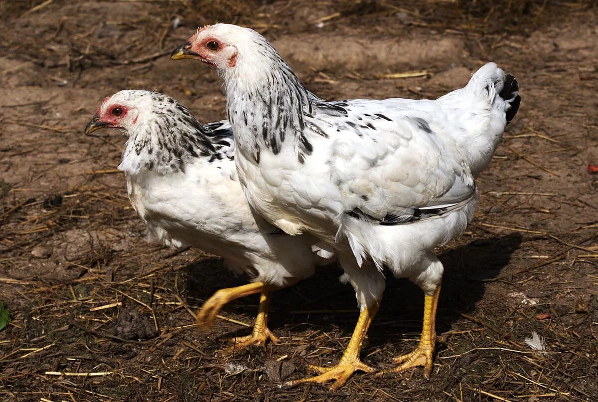 Порода кур серебро фото Файл:Two adlerian silver chicks on walk (3 months old).jpg - Вікіпедія