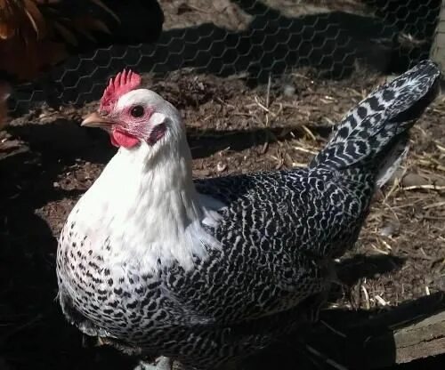 Порода кур серебро фото Silver Campine Chicken picture Chickens, Chicken facts, Chicken breeds