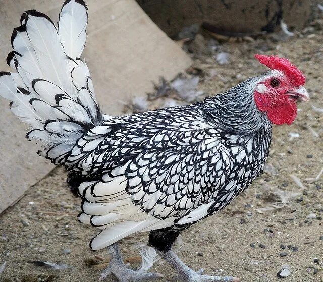 Порода кур серебро фото Chicken, Silver Sebright rooster. www.TheBigWRanch.com Natureza, Galinheiro