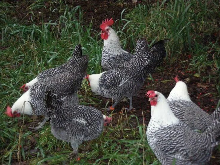 Порода кур серебро фото Silver Campines in 2024 Chicken breeds, Fancy chickens, Chickens