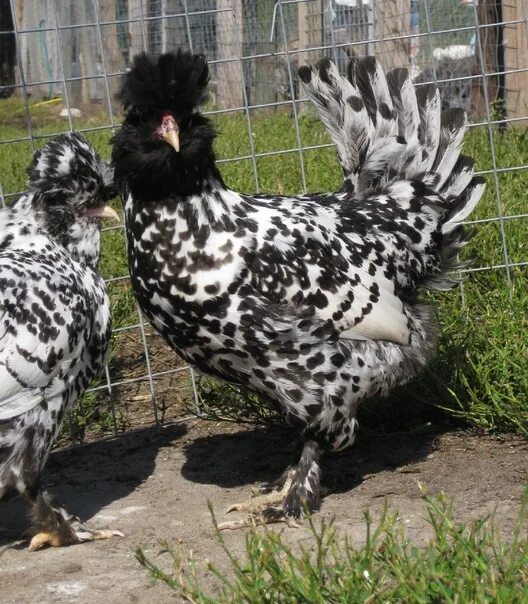 Порода кур серебро фото I will sell chickens Pavlovskoe Silver, age 2 weeks, questions a.. 2021 Комбикор