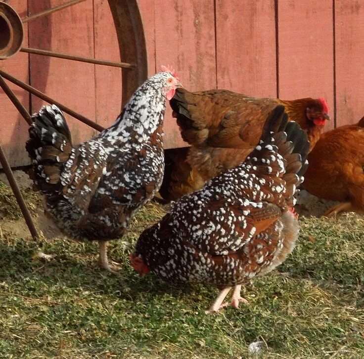 Порода кур ситцевые фото Rare and Fancy Chickens Fancy chickens, Chickens backyard, Backyard poultry