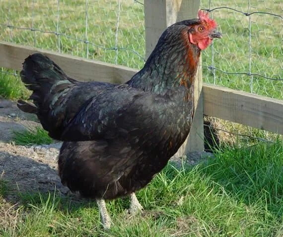 Порода кур супер харко фото Black Rock hen: a hybrid of a Rhode Island Red cockerel and a Barred Plymouth Ro