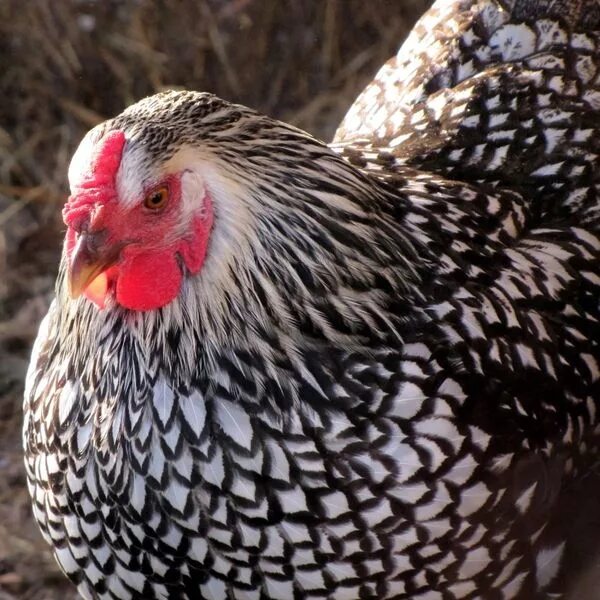 Порода кур виандот фото Wyandotte Contest! *WINNERS POSTED!* Chickens, Chickens backyard, Beautiful chic