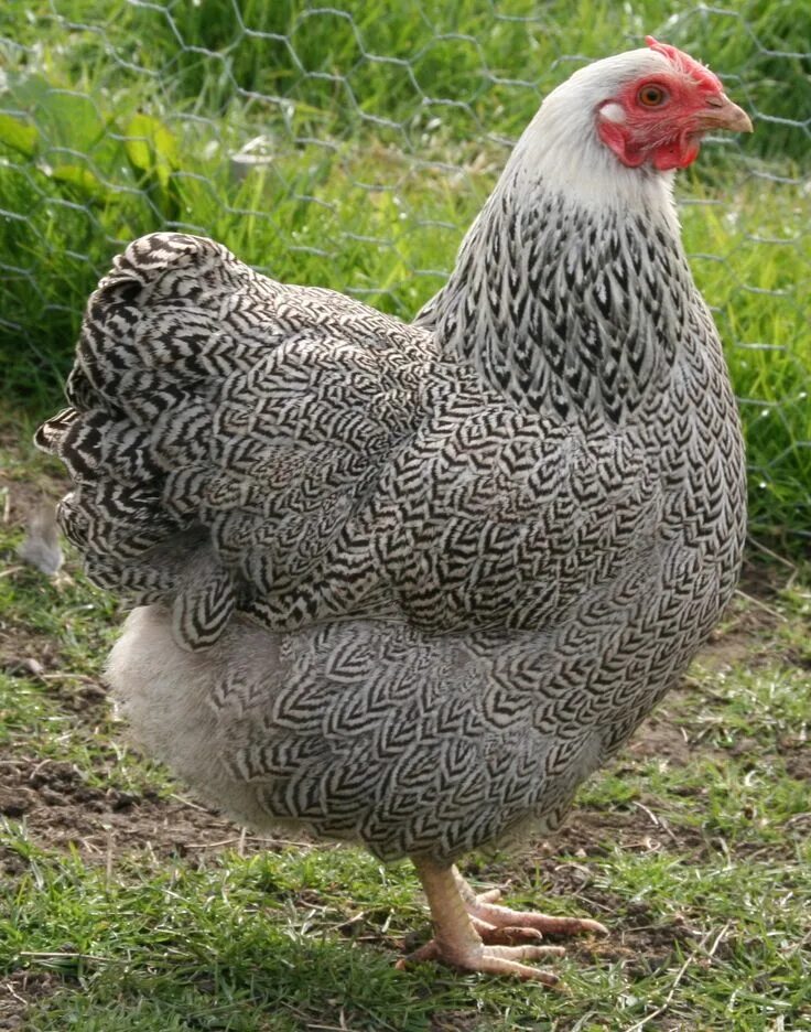 Порода кур виандот фото Pin on Aesthetic Beautiful chickens, Chickens backyard, Pet chickens