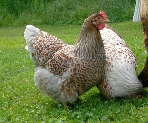 Порода кур виандот фото отзывы Wyandotte chickens Chickens backyard, Blue laced red wyandotte, Fancy chickens