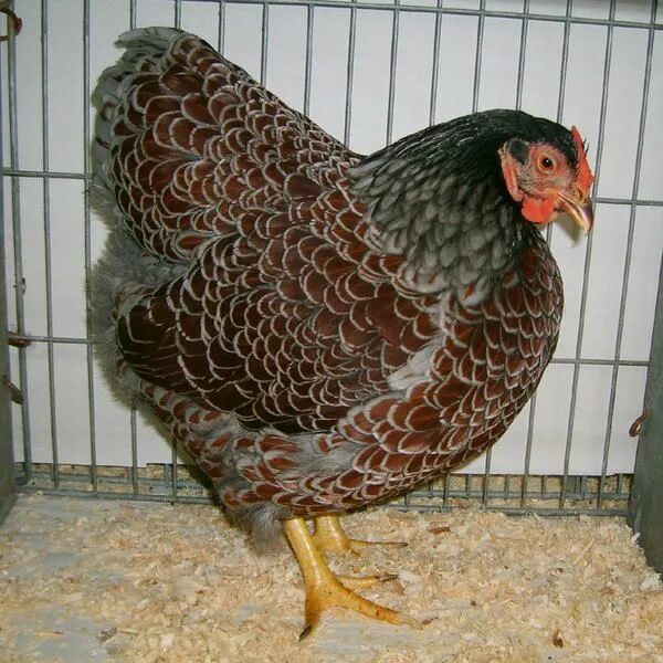 Порода кур виандот фото отзывы Blue Laced Red Wyandotte hen Breed Information Omlet US Chicken breeds, Wyandott