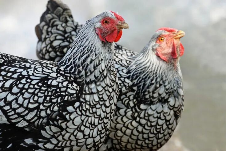 Порода кур виандот фото отзывы Chicken Symbolism Chicken breeds, Silver laced wyandotte chickens, Wyandotte chi