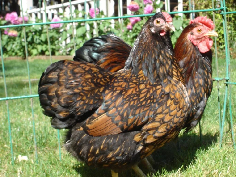 Zwerg Wyandotte Silber schwarz gesaumt Hühnerrassen, Hühner rassen, Wyandotte