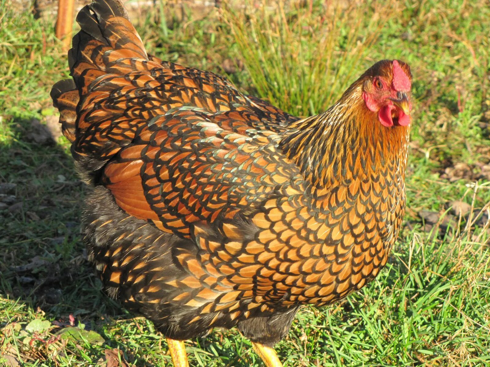 Порода кур виандот фото отзывы Wyandotte Contest! *WINNERS POSTED!* Wyandotte chicken, Best egg laying chickens