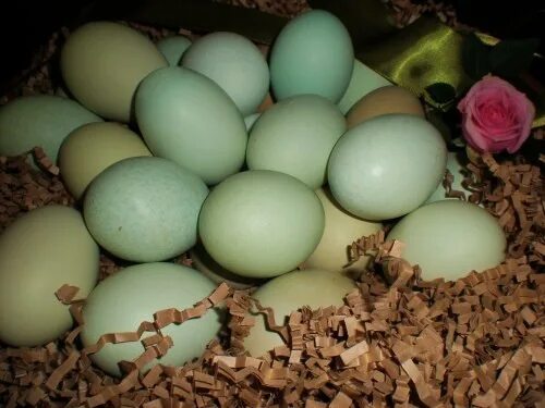 Порода кур зеленые яйца фото Beautiful Easter Eggs au naturale Araucana chickens, Easter eggs, Eggs