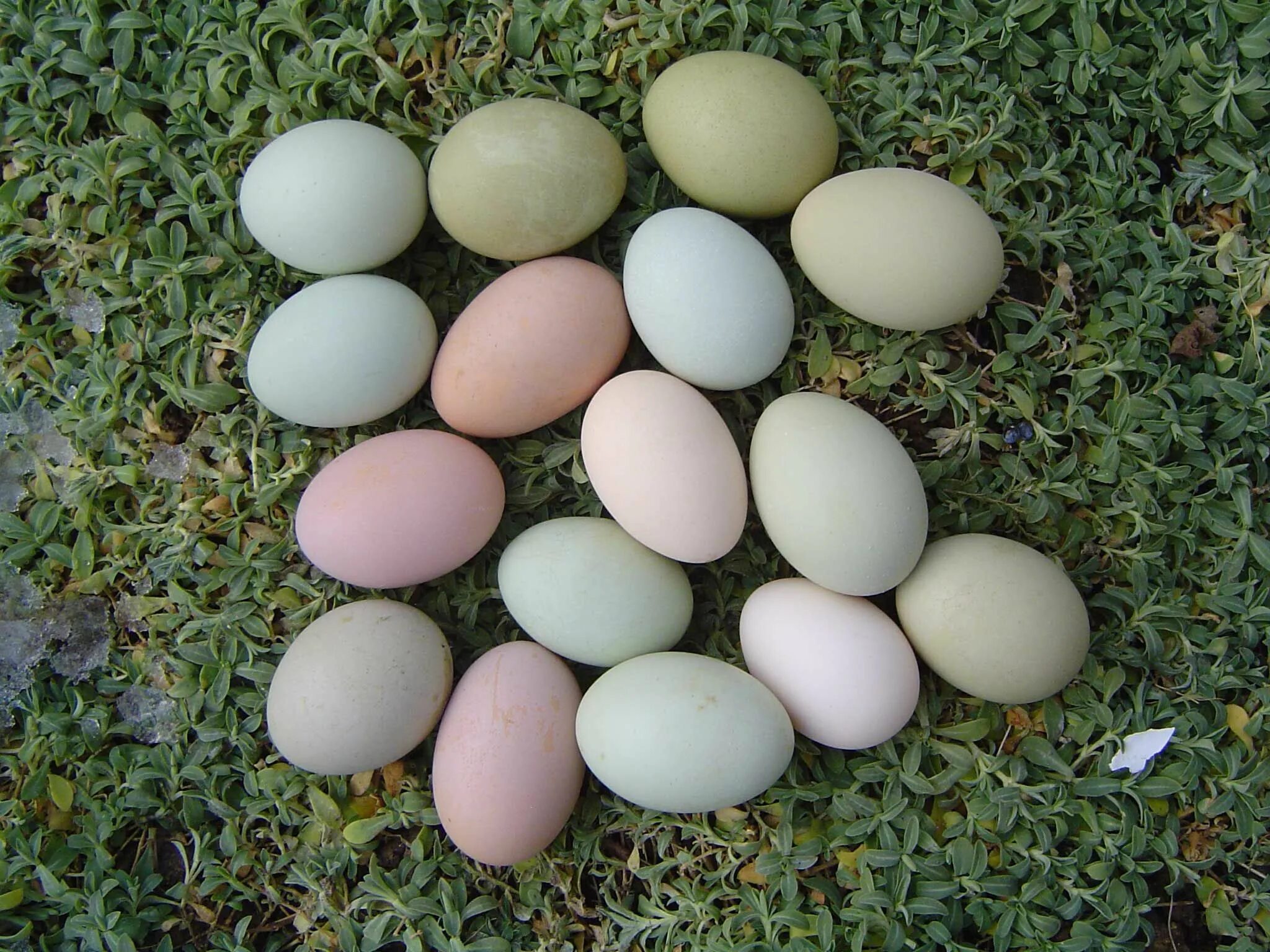 Порода кур зеленые яйца фото Assorted eggs Best egg laying chickens, Chickens backyard, Chickens