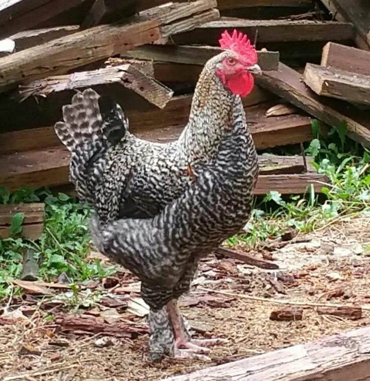 Порода курицы кукушка фото #2 the Golden Cuckoo Marans with one barring gene (juvenile) Maran chickens, Cuc