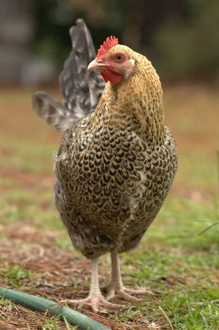 Порода курицы кукушка фото golden cuckoo maran hen Chicken farm Pinterest Chickens, Raising backyard chicke