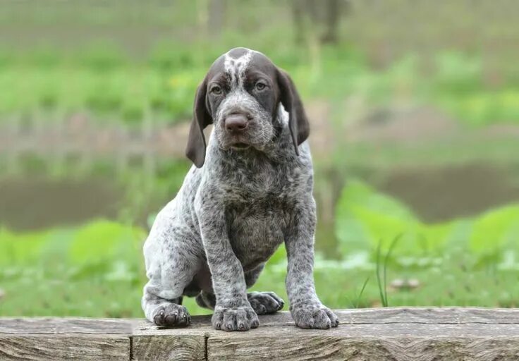 Порода курцхаар щенки фото Find German Shorthaired Pointer Puppies in your area and helpful tips and info. 