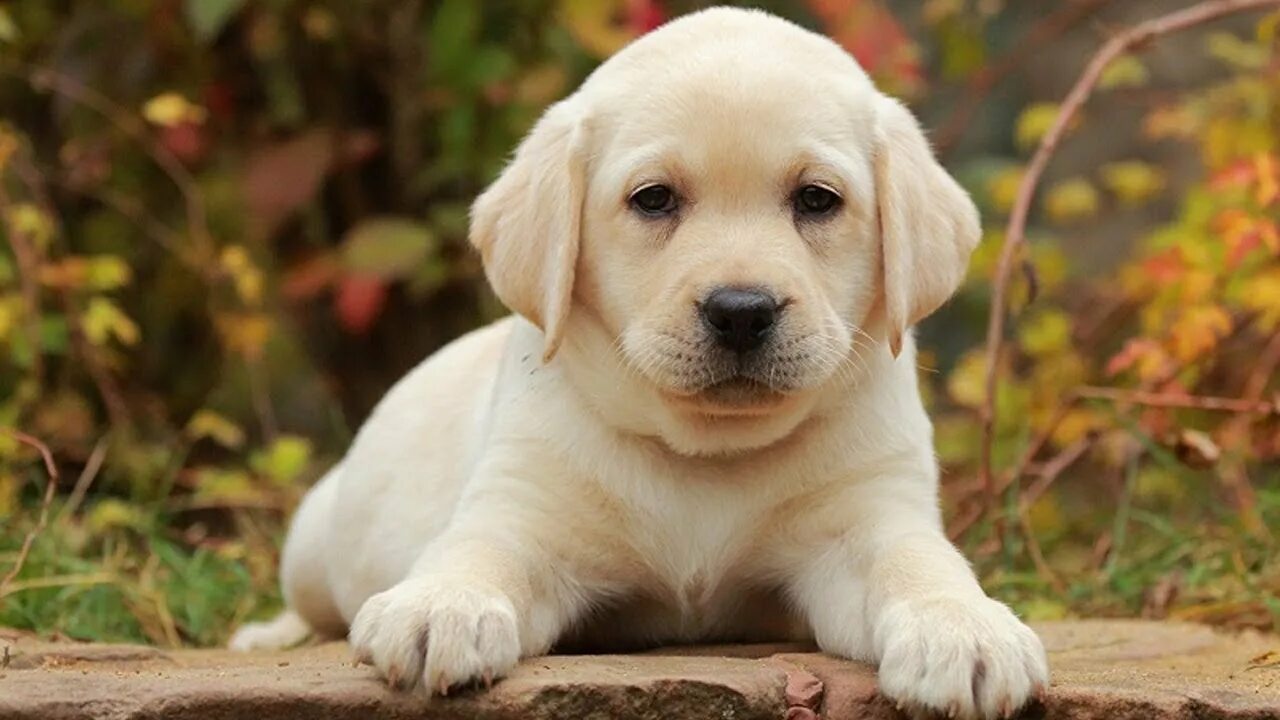 Порода лабрадор фото цена щенка Labrador puppy - From Puppy to Dog - YouTube