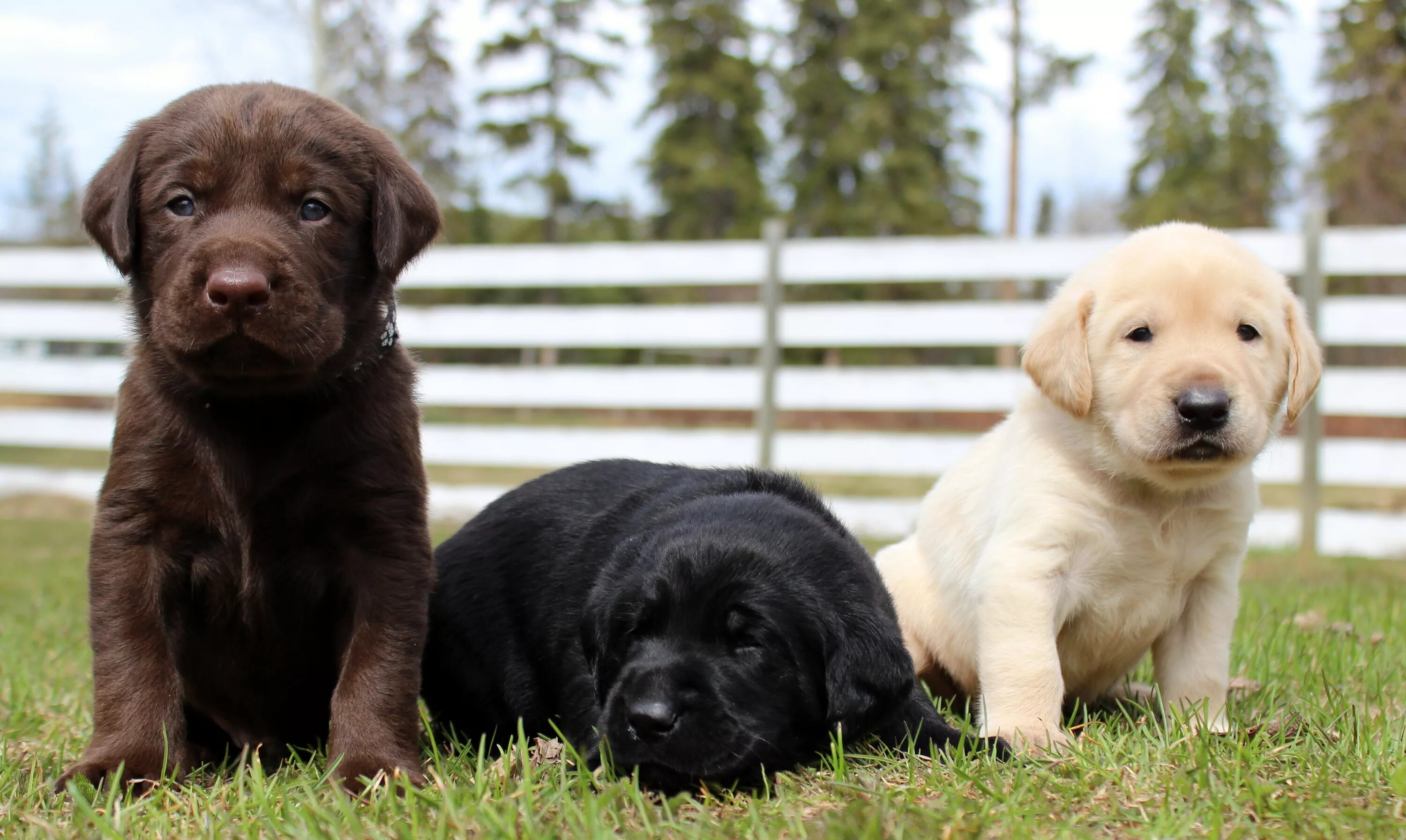 Порода лабрадор фото цена щенка Lab Puppy Rescue Online www.ulthera.ru