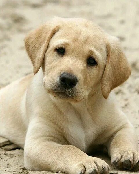 Порода лабрадор фото цена щенка 15 chiens adorables repérés sur Pinterest Chiots labrador, Chiot, Chien labrador