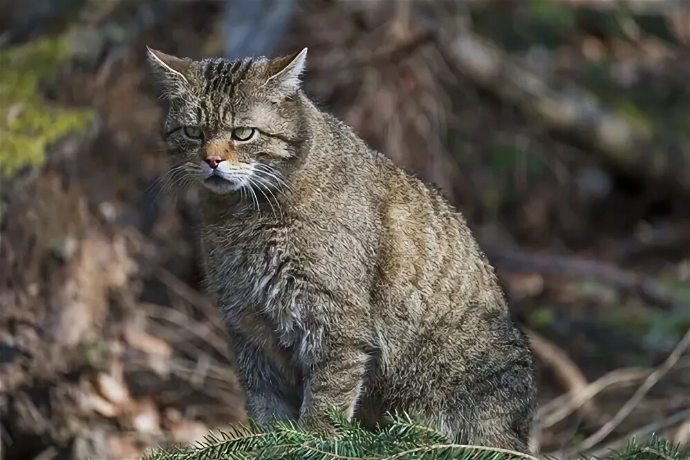 You talkin' to me ? Animal planet, Wild cats, Animal pictures