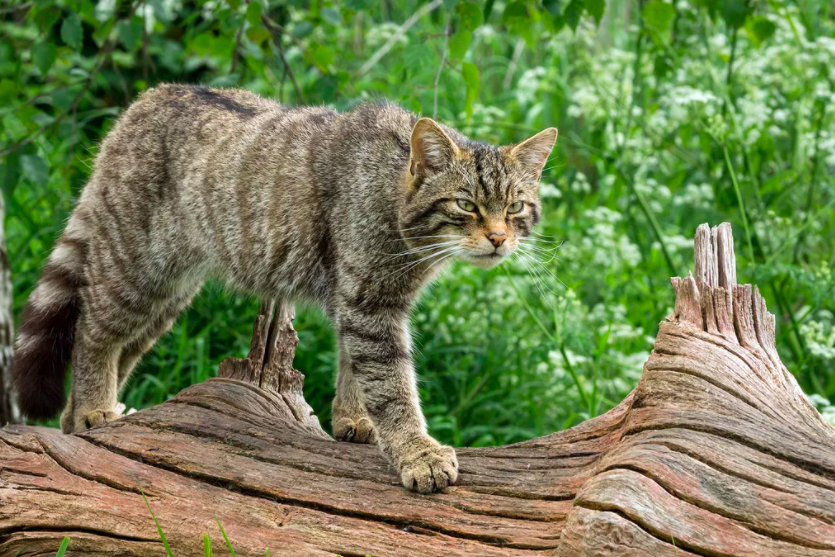 Порода лесной кот фото и описание Песчаная кошка - дикая кошка из пустынь, стоимость которой начинается от 500 000