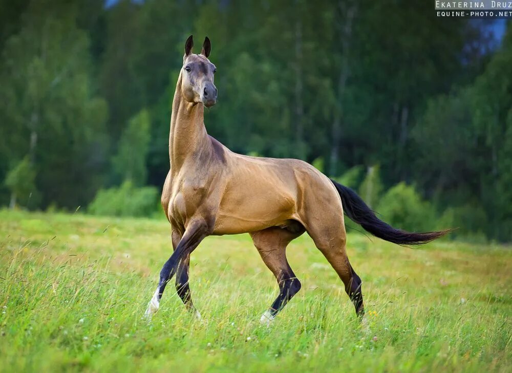 Порода лошадей ахалтекинец фото Akhalteke horses Equine photography by Ekaterina Druz Caballo hermosos, Caballos