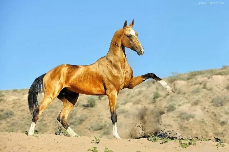 Порода лошадей ахалтекинец фото Aerenia adlı kullanıcının horses panosundaki Pin Ahal teke, Atlar, Aygır